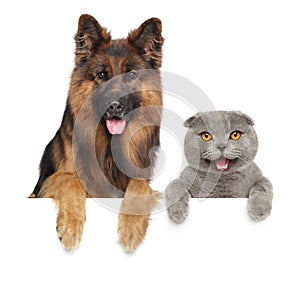 Cat and dog together above banner