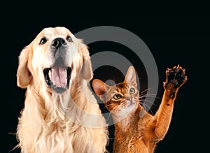 Cat and dog together, abyssinian kitten , golden retriever looks at right