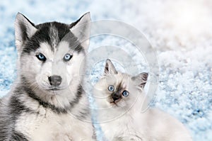 Cat and dog together on bright light snow background, neva masquerade, siberian husky looks straight. Christmas mood