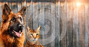 Cat and dog together, chausie kitten, abyssinian cat, german shepherd look at right, on wooden background