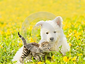 Cat and dog together on a dandelion field
