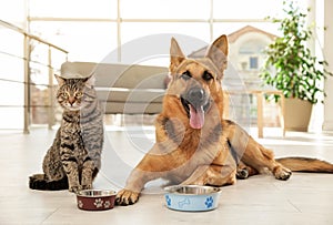 Cat and dog together with feeding bowls on floor. Funny friends