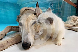 Cat and dog together on floor indoors. Fluffy friends. long hair cat kiss greyhound dog