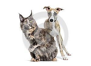 Cat and dog together in front of white background