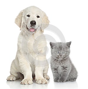 Cat and dog together