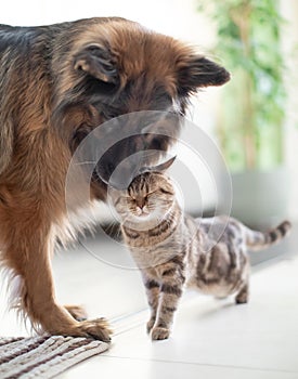 Cat and dog together indoors. Friendship between animals.