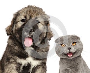 Cat and dog together, isolated