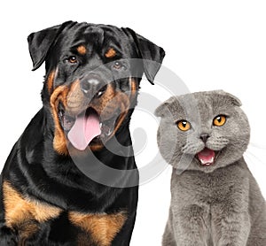 Cat and dog together, isolated on white