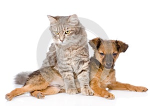 Cat and dog together. isolated on white background