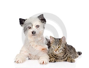 Cat and dog together. isolated on white background
