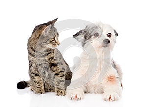 Cat with dog together. isolated on white background