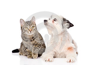 Cat and dog together. isolated on white background