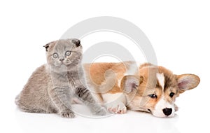 Cat and dog together. isolated on white background