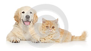 Cat and dog together on a white background