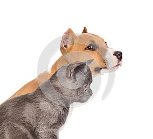 Cat and dog together in profile. isolated on white background
