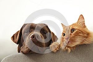 Cat and dog together on sofa. Fluffy friends