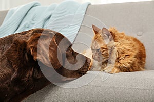 Cat and dog together on sofa. Fluffy friends