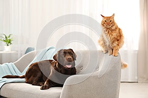 Cat and dog together on sofa. Fluffy friends