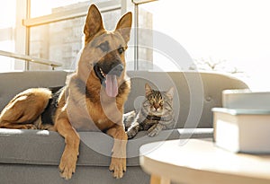 Cat and dog together on sofa. Funny friends