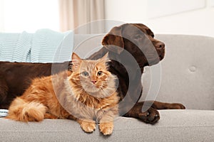 Cat and dog together on sofa indoors