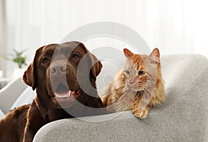 Cat and dog together on sofa indoors