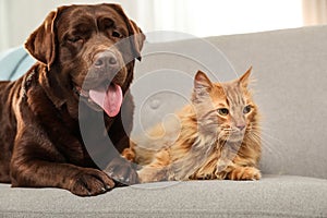 Cat and dog together on sofa indoors