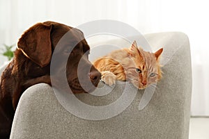 Cat and dog together on sofa indoors