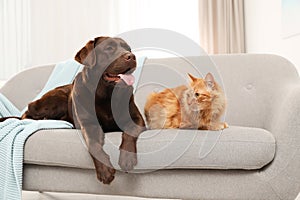 Cat and dog together on sofa indoors