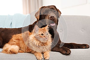 Cat and dog together on sofa indoors