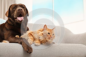 Cat and dog together on sofa indoors