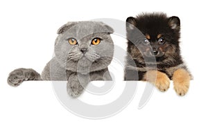 Cat and dog together on a white