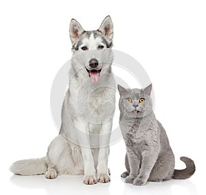 Cat and dog together on a white background