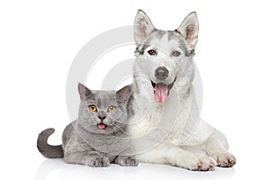 Happy cat and dog together on a white photo