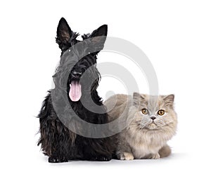 Cat and dog together on white background