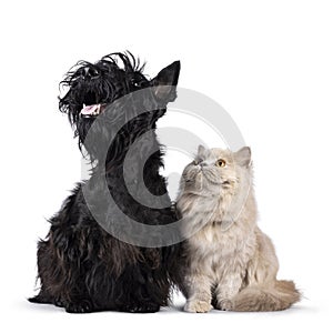 Cat and dog together on white background