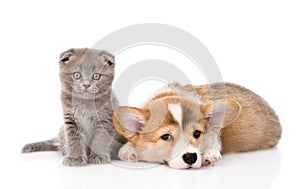 Cat and dog together. on white background