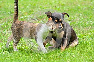 Cat and dog are touching their heads. Beautiful animal friendship