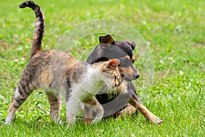 Cat and dog are touching their heads. Beautiful animal friendship.