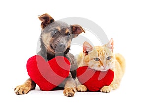 Cat and dog with a toy heart