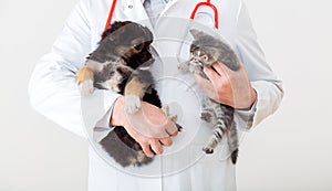 Cat and dog in Vet doctor hands. Doctor veterinarian keeps kitten and puppy in hands in white coat with stethoscope. Baby pets in