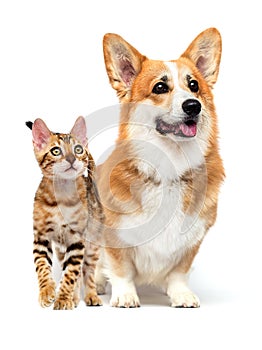 Cat and dog walk together on a white background