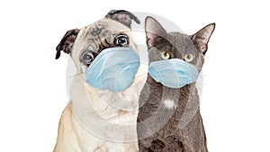 Cat and Dog Wearing Protective Surgical Face Masks photo