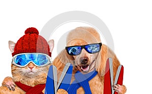 Cat and dog wearing ski goggles relaxing in the mountain.