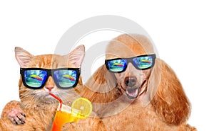 Cat and dog wearing sunglasses relaxing in the sea background.