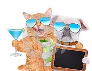 Cat and dog wearing sunglasses relaxing in the white background.