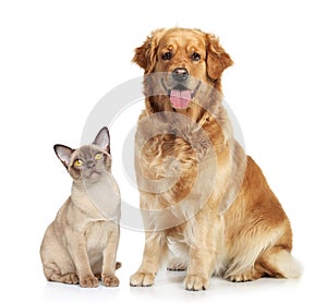 Cat and dog on a white background