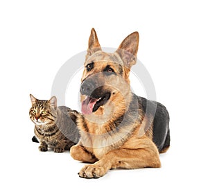 Cat and dog on white background. Animal friendship