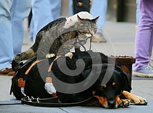 Cat, dog and a white rat, friends