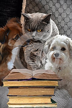 Cat and dogs with a stack of books