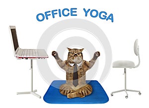 Cat doing yoga in office